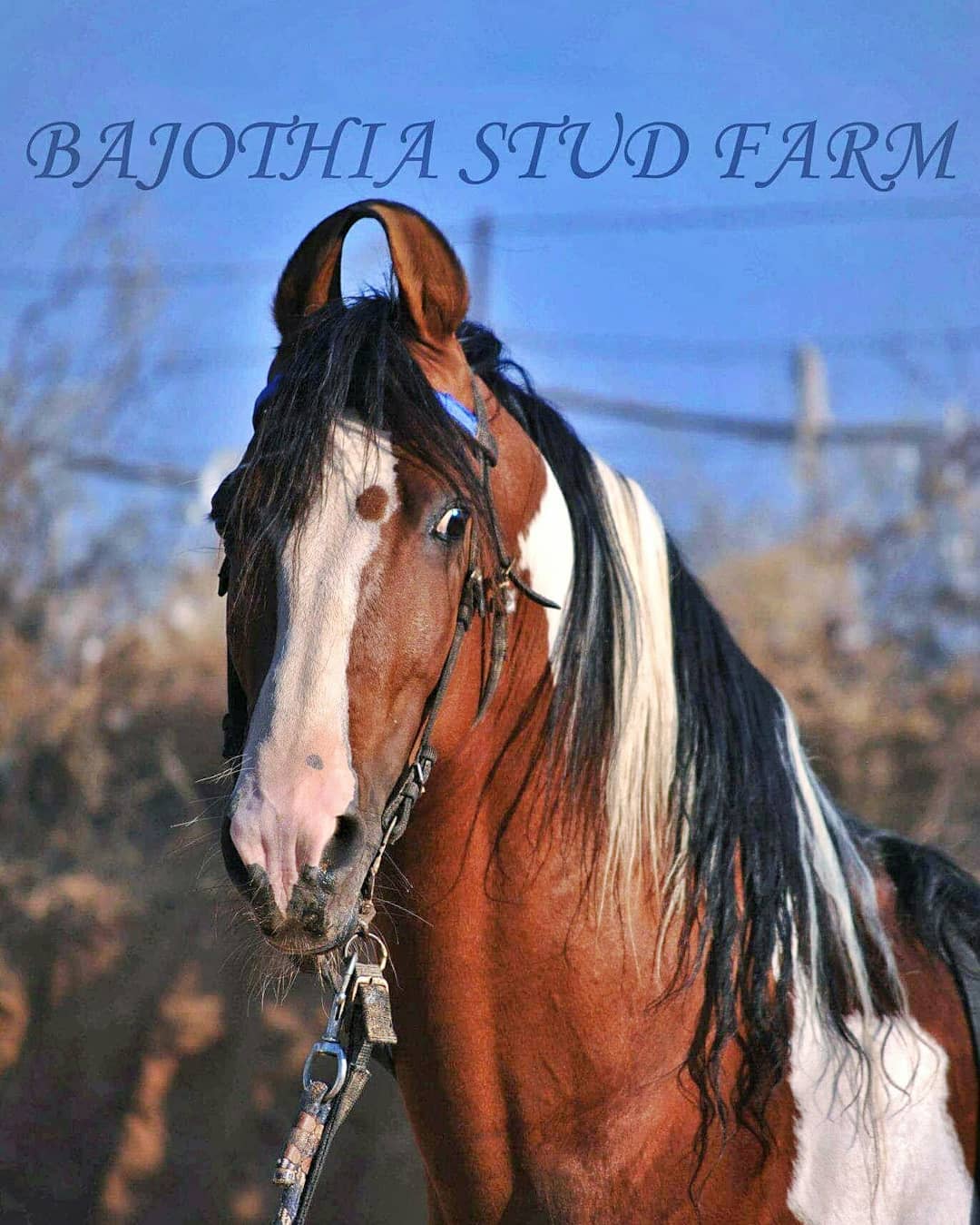 Gulmastan - Tri Coloured Marwari Stallion